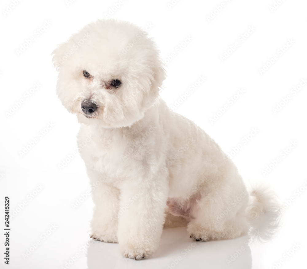 Bichon Frise puppy. Bichon is isolated on a white background. White dog. Bichon after grooming