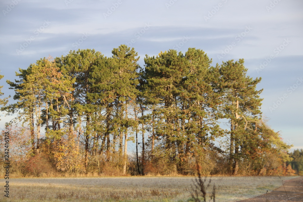 Fototapeta premium Landschaft im Herbst, Herbstmotiv