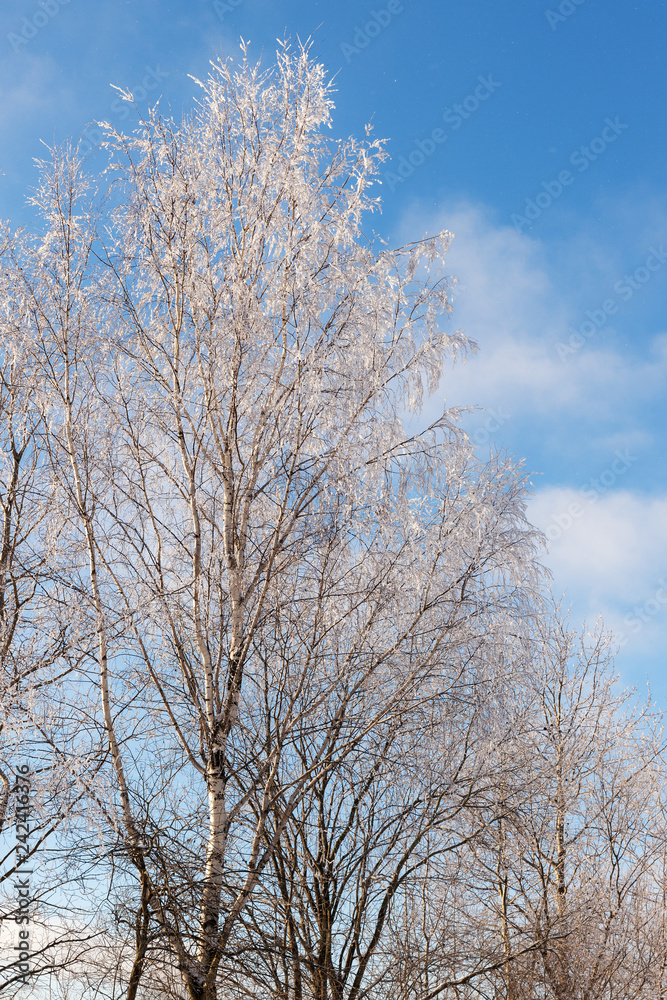 deciduous trees under snow deciduous trees under snow