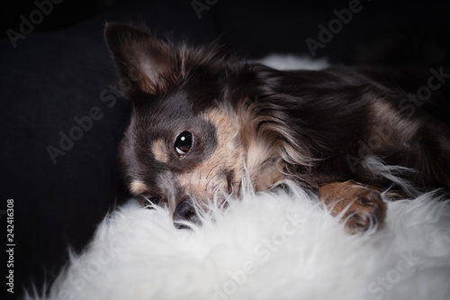 Hund Chihuahua liegt in seinem schwarzen körbchen mit Lammfell und schaut verschlafen mit schwarzem Hintergrund
