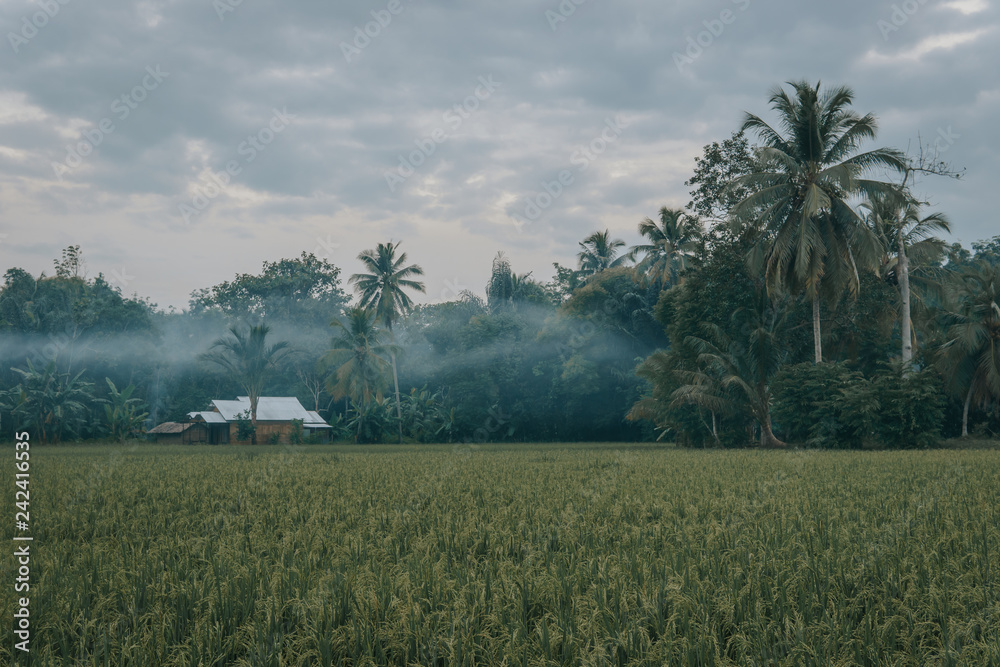 a house on paddy rice fields with smoke around