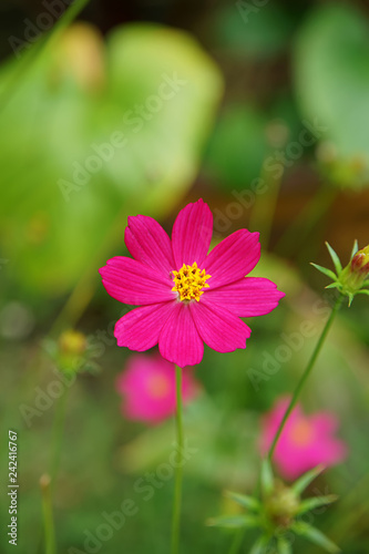 Close up cosmos flower.