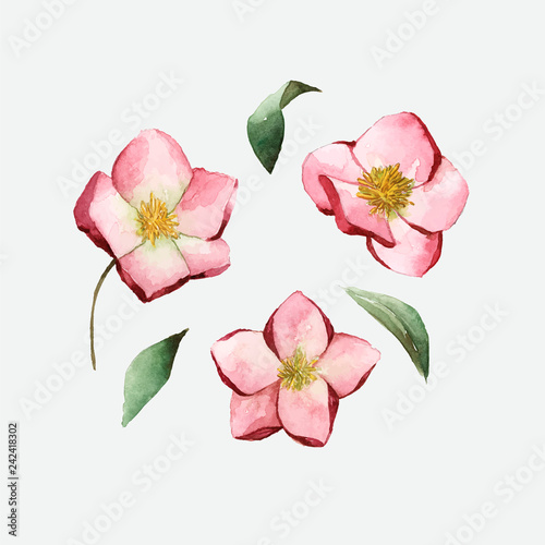 Hellebore flowers painted by watercolor vector