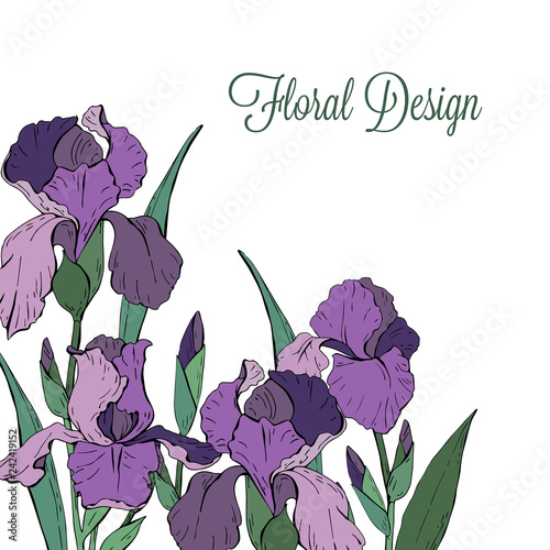 Fototapeta Naklejka Na Ścianę i Meble -  Template for greeting card with garden flowers iris on a white background, vector