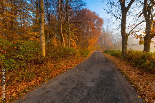 Beautiful autumn landscape. Autumn, fall landscape. Tree with colorful leaves. © Lukasz Sokol