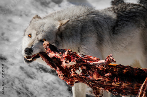 Fotografie, Obraz Alpha male wolf biting into an elk caucus.