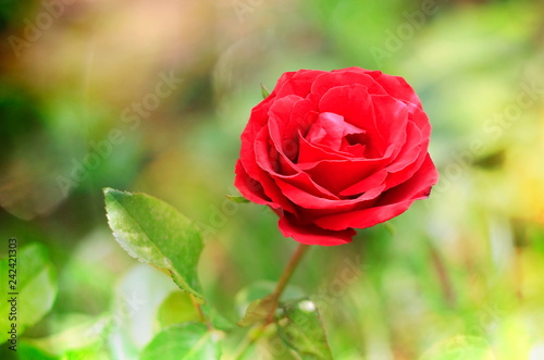 Red rose on a beautiful blurred background.