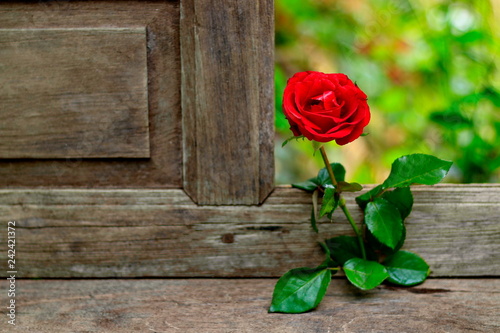 Fototapeta Naklejka Na Ścianę i Meble -  Red rose on a beautiful blurred background.