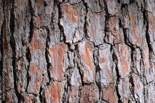 Fototapeta Naklejka Na Ścianę i Meble -  Pine skin texture, at Wuling Farm, Taiwan