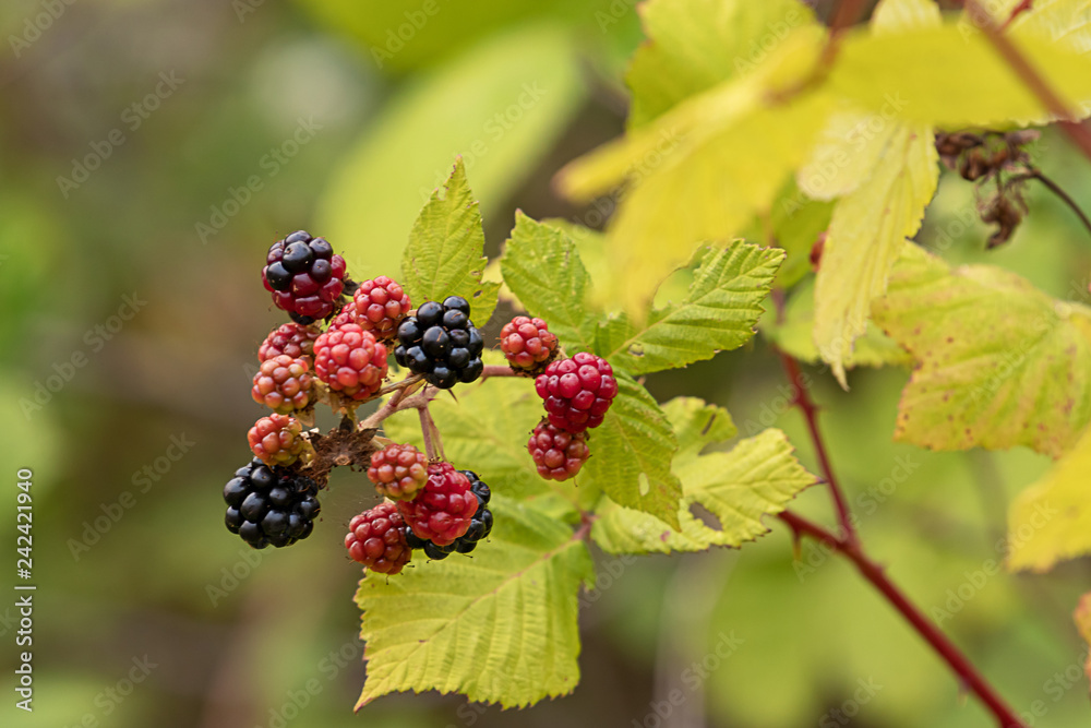 grouping of red and black blackberries in summer season grouping of red and black blackberries in summer season
