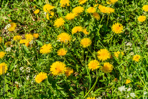 Fototapeta Naklejka Na Ścianę i Meble -  Yellow dandelions on the meadow on spring