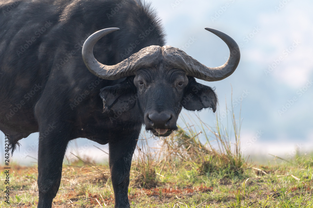 ein afrikanischer Büffel, Syncerus cafferi, frisst am Ufer des Chobe River, Botswana ein afrikanischer Büffel, Syncerus cafferi, frisst am Ufer des Chobe River, Botswana