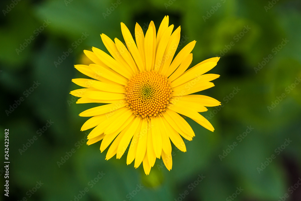 yellow flower with insects yellow flower with insects