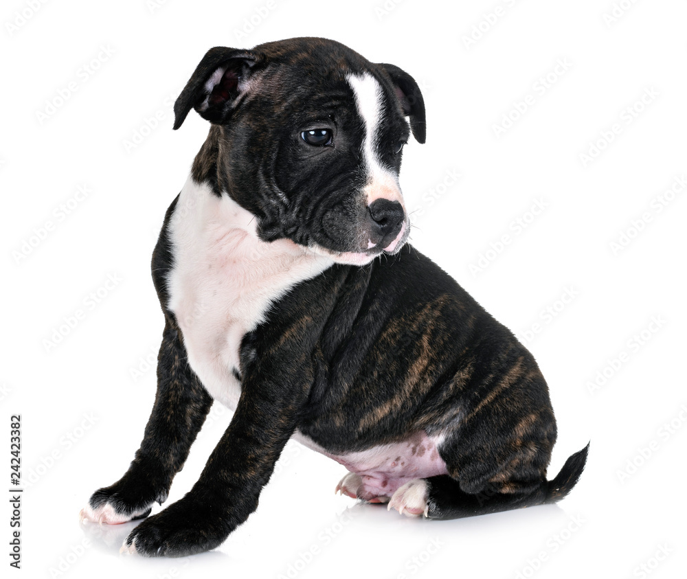 puppy staffordshire bull terrier