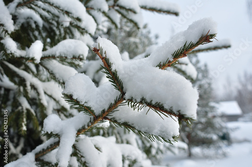 Winter forest, fir tree, fir-tree branches