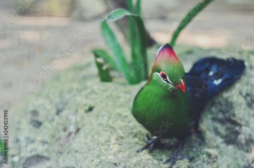 close up green bird with red head
