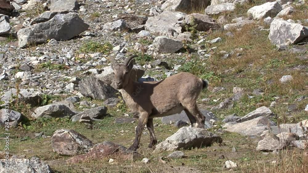 Caucasus. The gorge Bezengi. Mountain goat. Caucasus. The gorge Bezengi. Mountain goat.