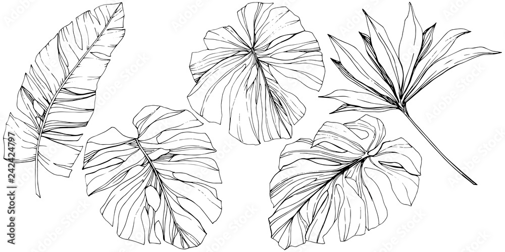 Vector Exotic tropical hawaiian summer. Black and white engraved ink art. Isolated leaf illustration element. - obrazy, fototapety, plakaty 