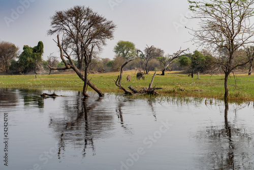 idyllische Landschaft mit weidenden Tieren, Okavango Delta, Botswana photo