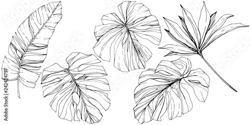Vector Exotic tropical hawaiian summer. Black and white engraved ink art. Isolated leaf illustration element. © yanushkov