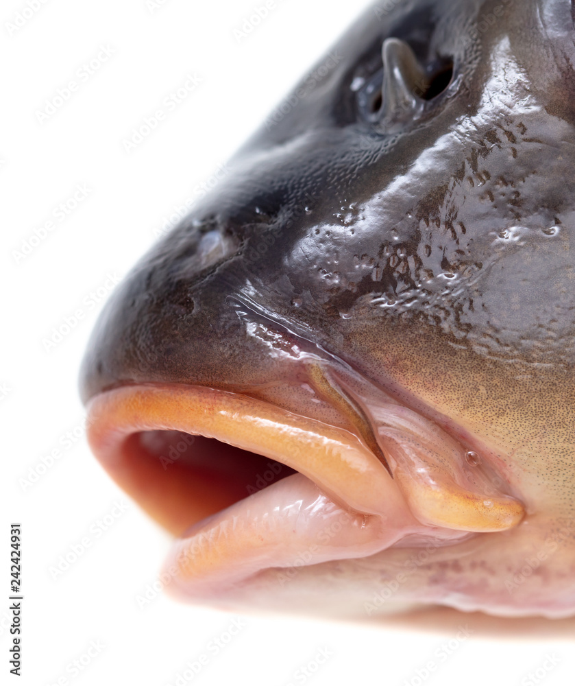 Lips of fish carp on a white background Stock-Foto