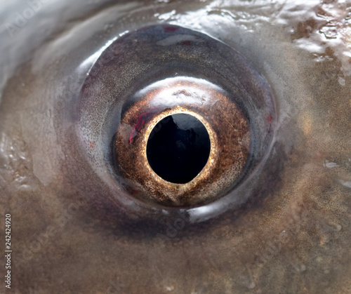 The eye of a carp fish as a background