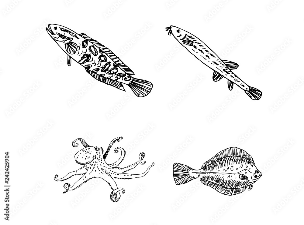 Fototapeta premium 해산물 일러스트 / 손으로 그린 수산물 그림