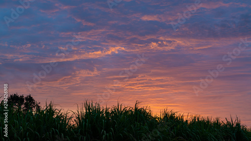 Morning sky and scattered clouds with sugarcane leaves as silhouette foreground