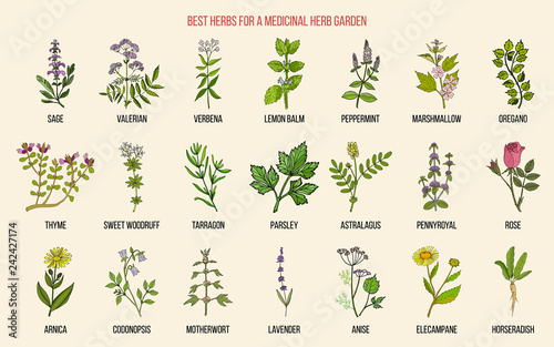 Best herbs for a medicinal garden