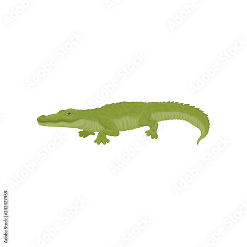 Detailed flat vector icon of green crocodile. Large aquatic reptile. Australian predatory animal. Wildlife theme © Happypictures