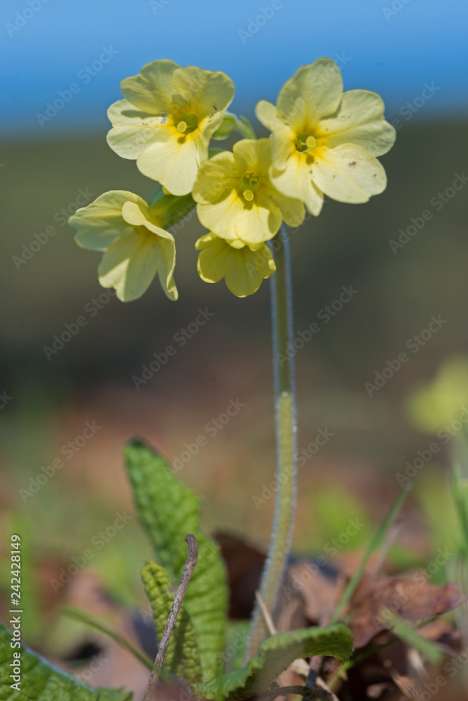 Nahaufnahme Schlüsselblume, Hintergrund soft Nahaufnahme Schlüsselblume, Hintergrund soft