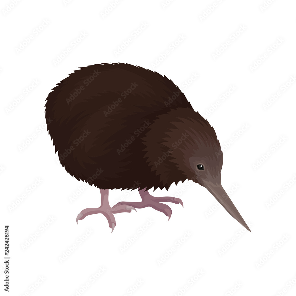 Detailed flat vector icon of kiwi bird. Wild Australian animal with long  beak, brown feathers and short legs. Wildlife theme Stock Vector | Adobe  Stock