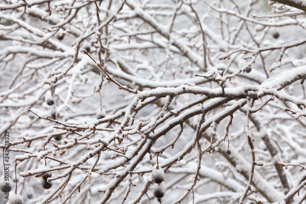 Branches Covered By Snow Branches Covered By Snow