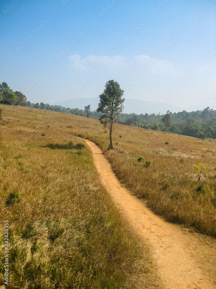 Walking along the path, surrounded by yellow grass and few trees on a mountain, Khao yai, Thailand