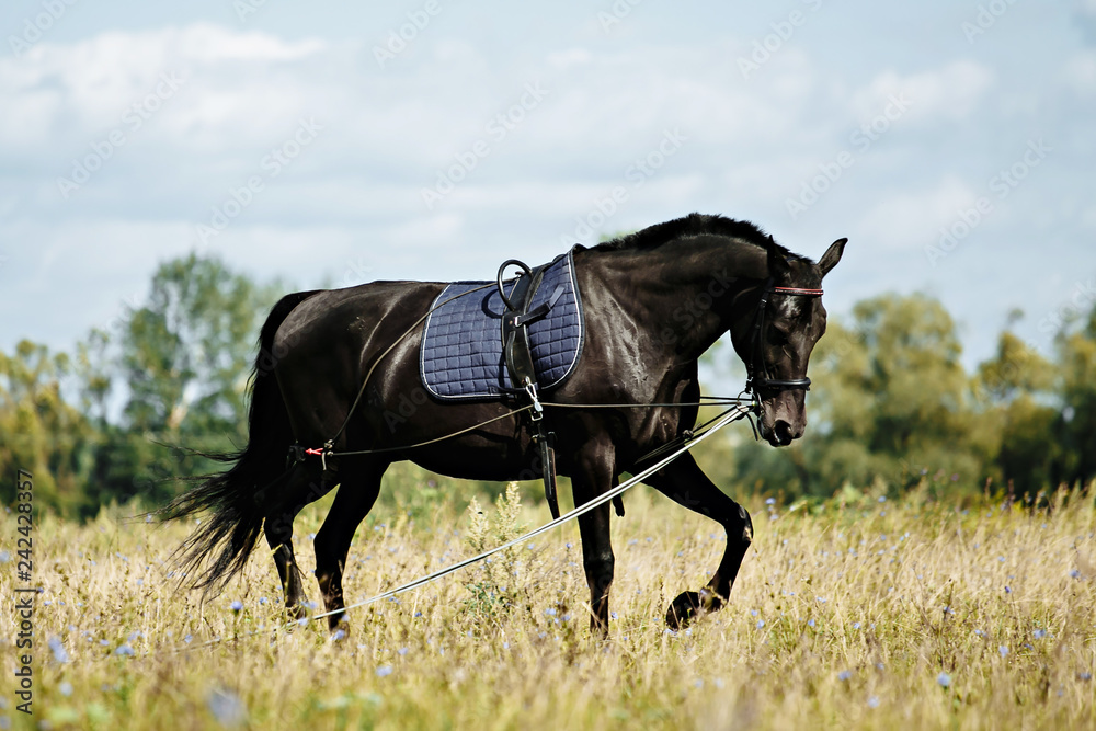 Training a horse on the lunge. Training a horse on the lunge.