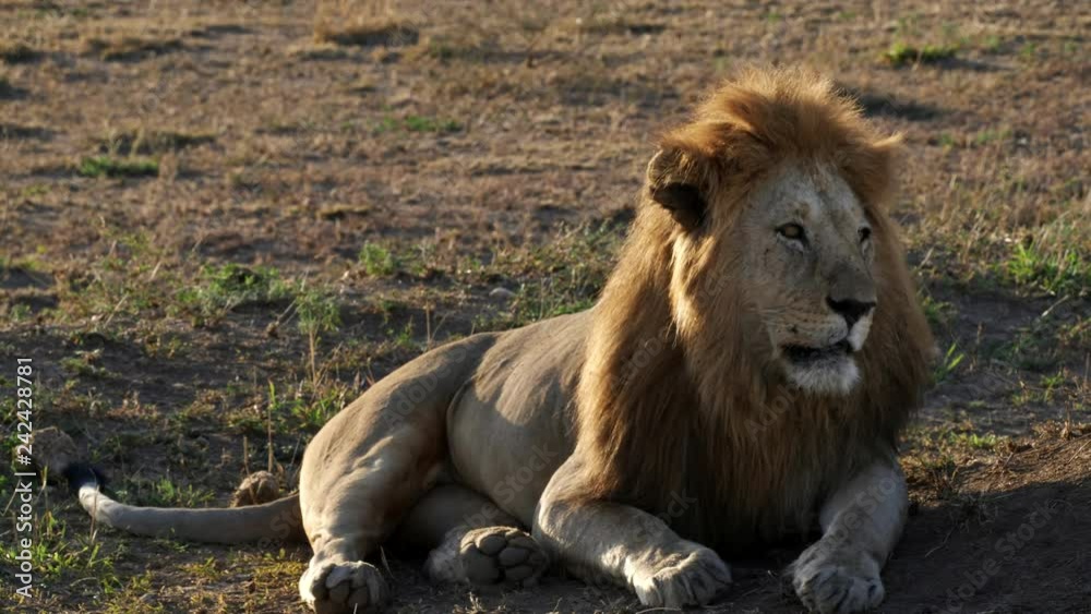 a male lion, back lit by morning sun, looks to the right at serengeti national park in tanzania, africa a male lion, back lit by morning sun, looks to the right at serengeti national park in tanzania, africa