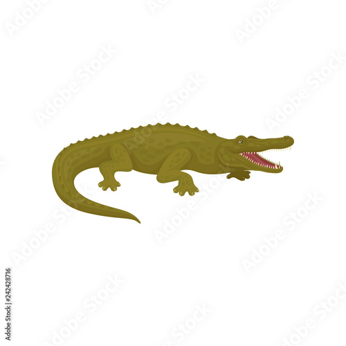 Detailed flat vector icon of green marine crocodile with open mouth. Australian alligator. Predatory animal