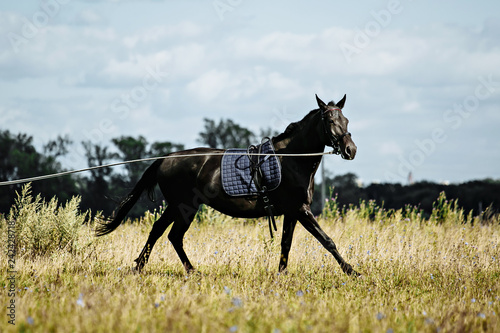 Training a horse on the lunge.