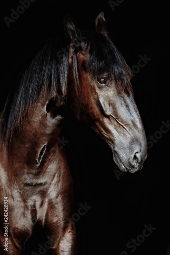 Black horse portrait isolated on black  Ukrainian horse.