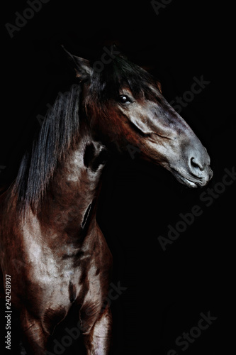 Black horse portrait isolated on black, Ukrainian horse. © matilda553