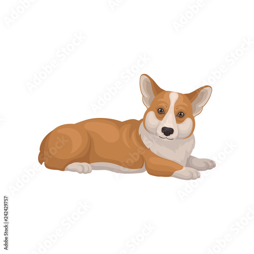 Welsh corgi lying on floor, side view. Cute home pet. Dog with red coat and short legs. Detailed flat vector icon