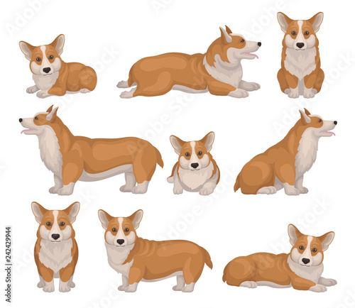 Set of Welsh corgi dog in different poses. Puppy with short legs and red coat. Cute home pet Detailed flat vector icons