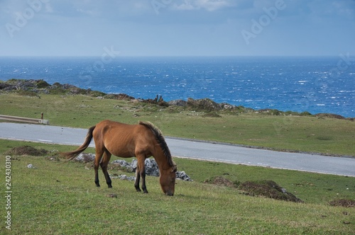 Schilderij op canvas 野生の馬、与那国島