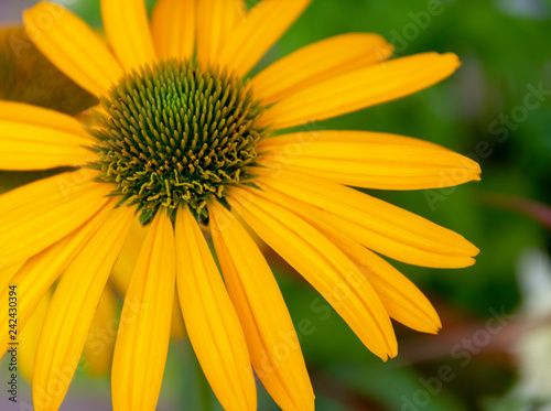 colorful aster flower