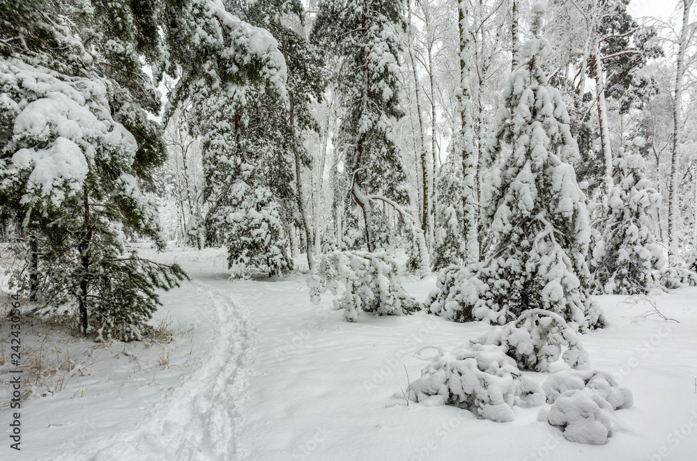 Fototapeta premium Forest. Winter. Snow covered trees. Drifts. Coldly. Beauty.