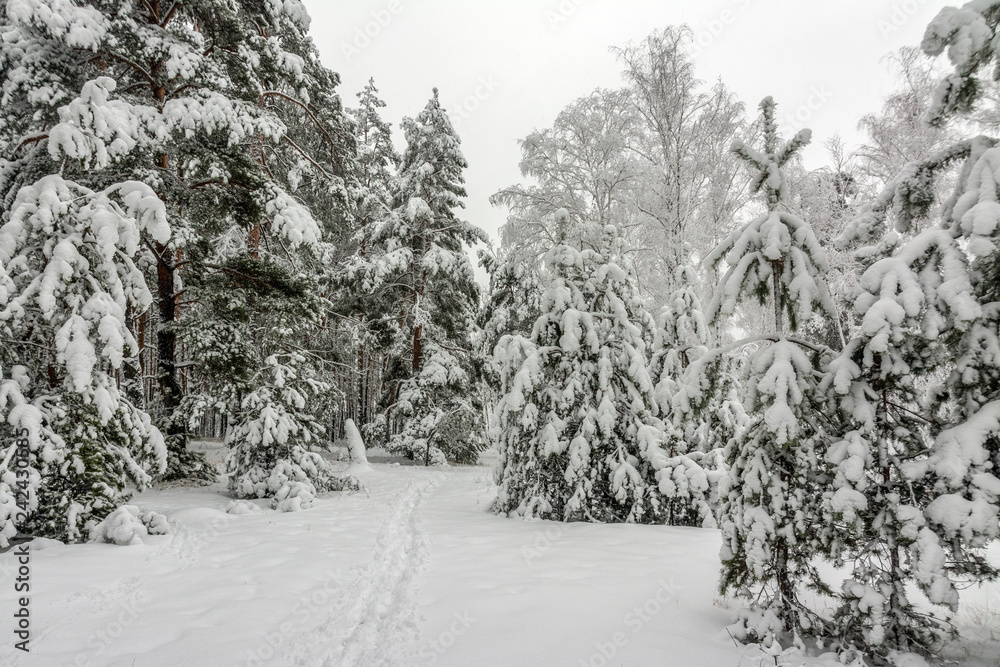 Forest. Winter. Snow covered trees. Drifts. Coldly. Beauty. Forest. Winter. Snow covered trees. Drifts. Coldly. Beauty.