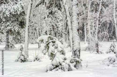 Forest. Winter. Snow covered trees. Drifts. Coldly. Beauty.