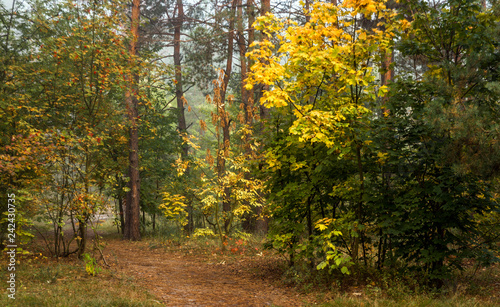 Forest. Fog. Autumn leaves. Autumn colors. Have a walk in the forest