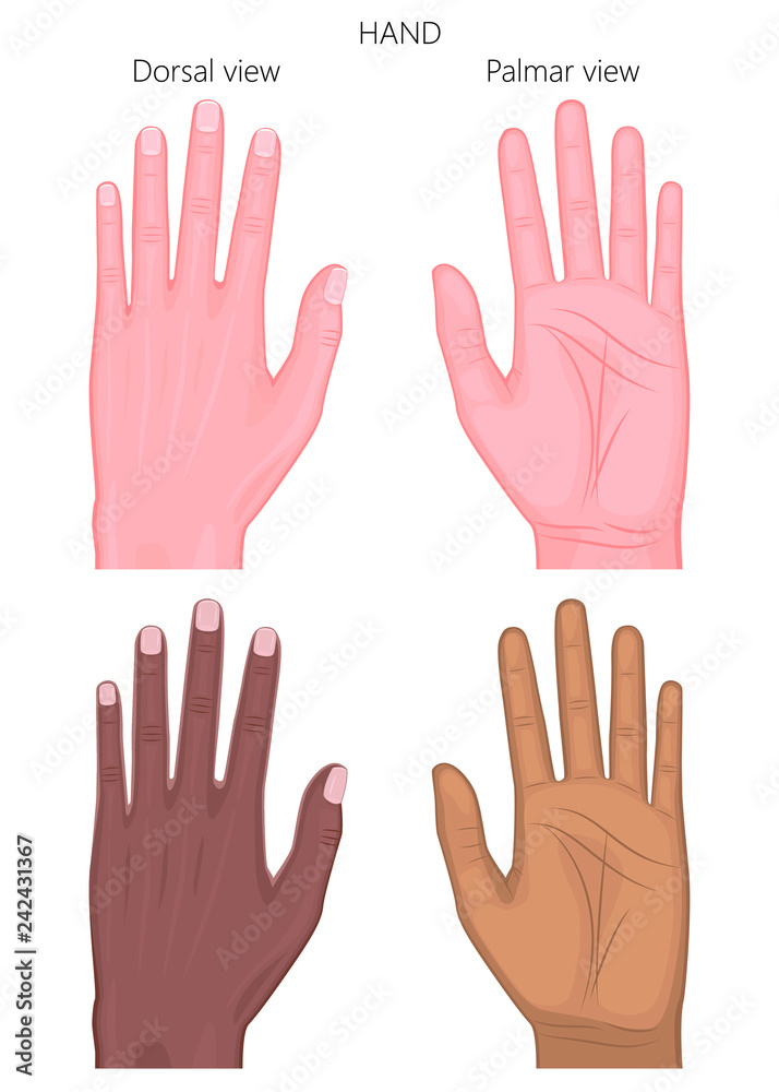 Vector illustration of a healthy human European and Afro American hand. Dorsal and palmar view. For advertising, medical publications.