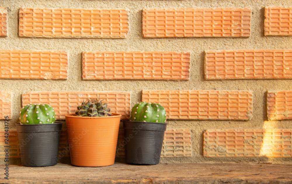 Gymnocalycium cactus on on Red brick wall with sunlight. Gymnocalycium cactus on on Red brick wall with sunlight.